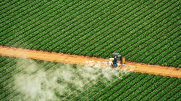 Best Ant Control Services  in Prien, LA