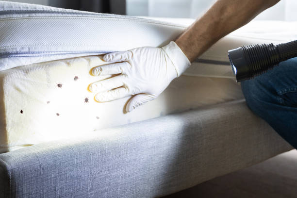 Best Affordable Pest Control Services  in Prien, LA