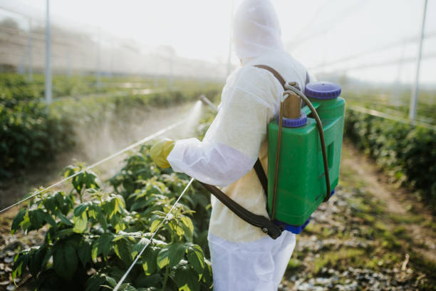 Best Bed Bug Extermination  in Prien, LA